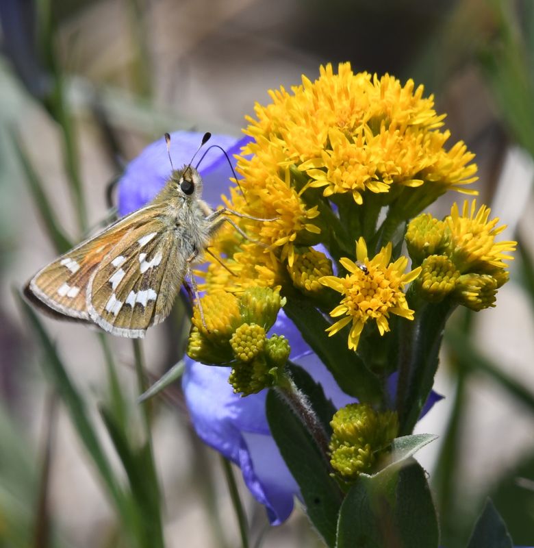 Western Branded Skipper: Hesperia colorado hulbirti
