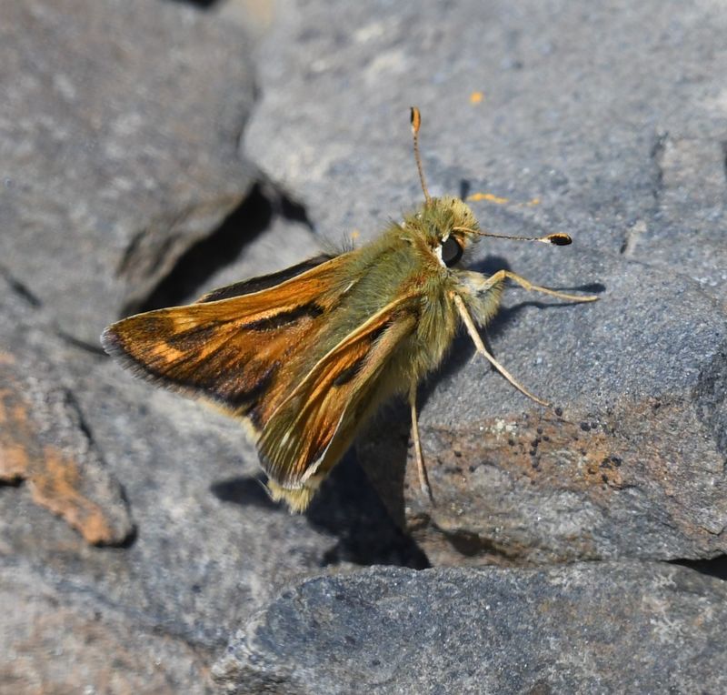 Western Branded Skipper: Hesperia colorado hulbirti