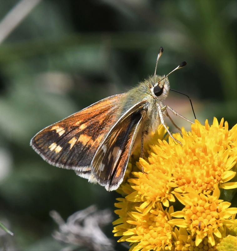 Western Branded Skipper: Hesperia colorado hulbirti