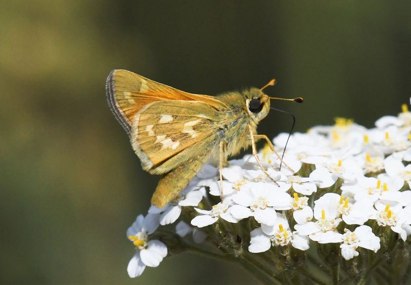 Western Branded Skipper: Hesperia colorado