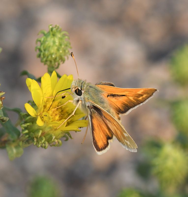 Western Branded Skipper: Hesperia colorado