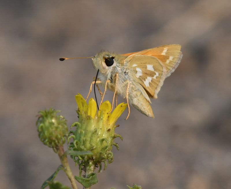 Western Branded Skipper: Hesperia colorado