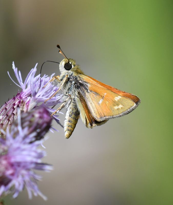 Western Branded Skipper: Hesperia colorado