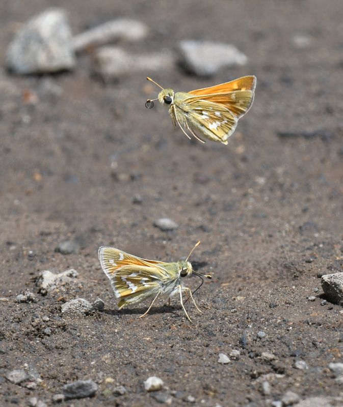 Western Branded Skipper: Hesperia colorado
