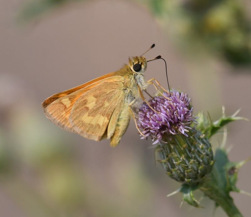 Woodland Skipper: Ochlodes sylvanoides