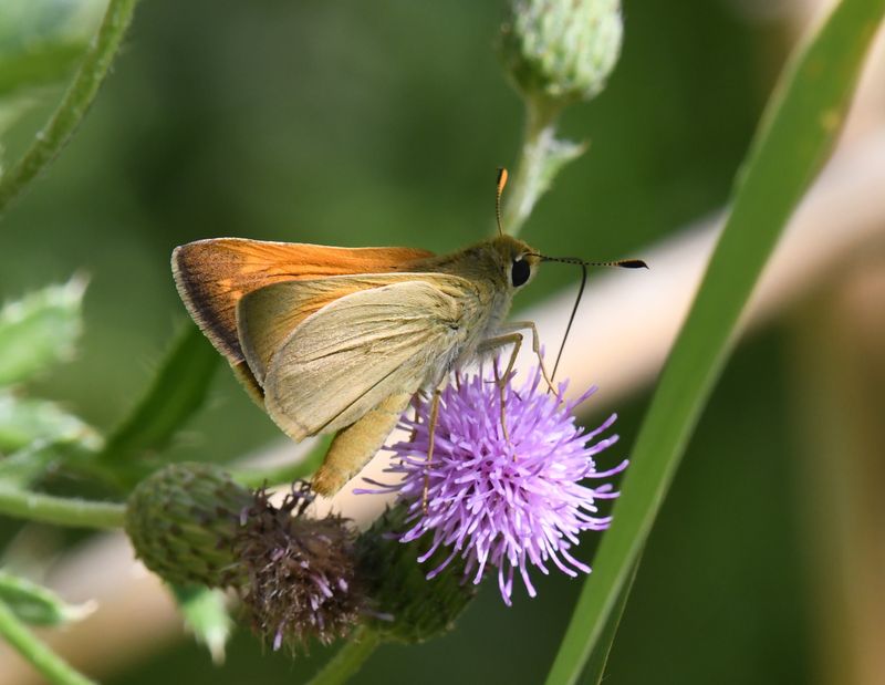 Yuma Skipper: Ochlodes yuma