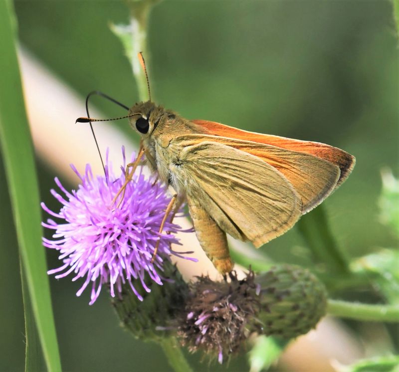 Yuma Skipper: Ochlodes yuma