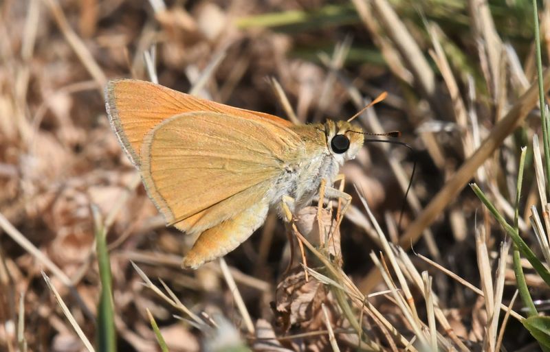 Yuma Skipper: Ochlodes yuma