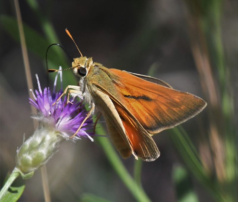 Yuma Skipper: Ochlodes yuma