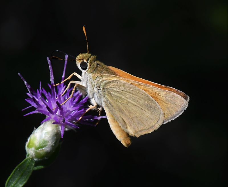 Yuma Skipper: Ochlodes yuma