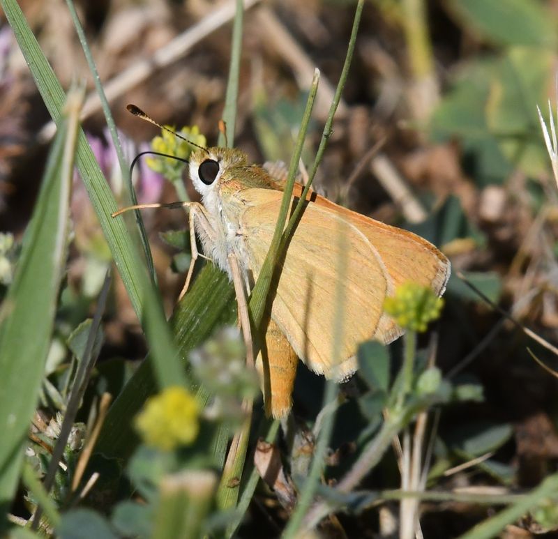 Yuma Skipper: Ochlodes yuma