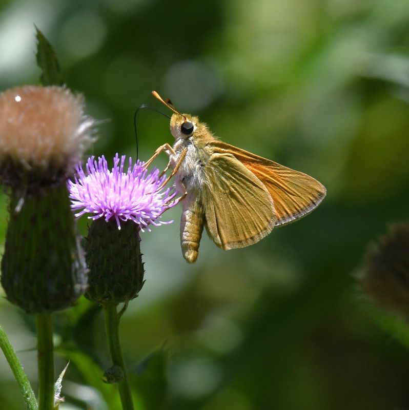 Yuma Skipper: Ochlodes yuma