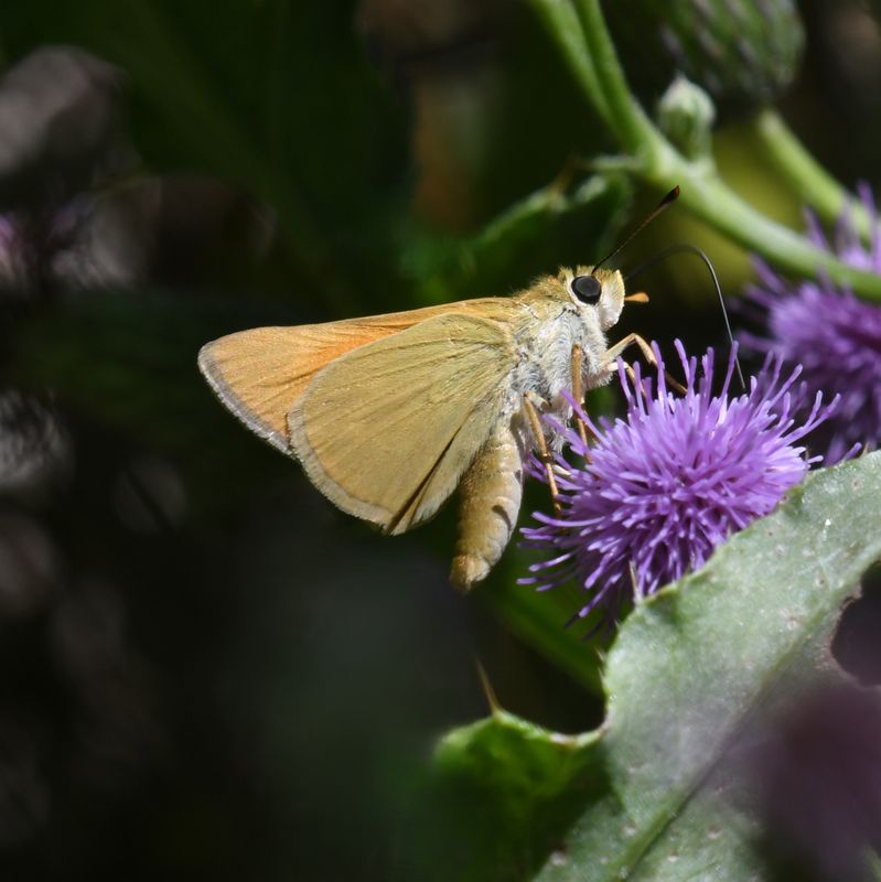 Yuma Skipper: Ochlodes yuma