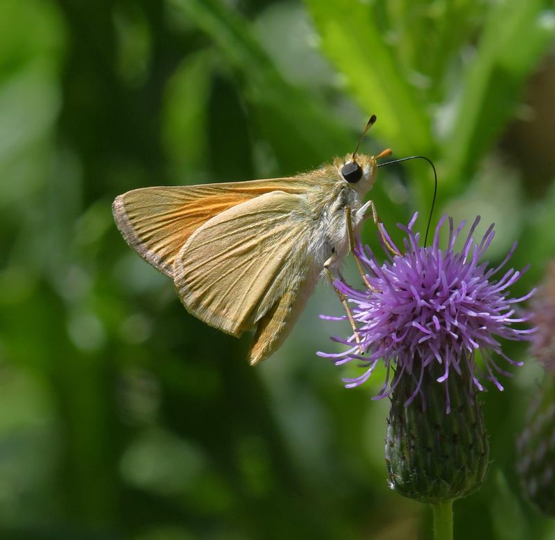 Skipper, Yuma