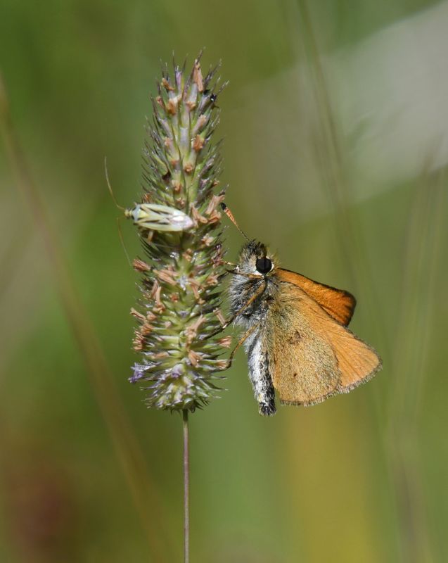 European Skipperling: Thymelicus lineola