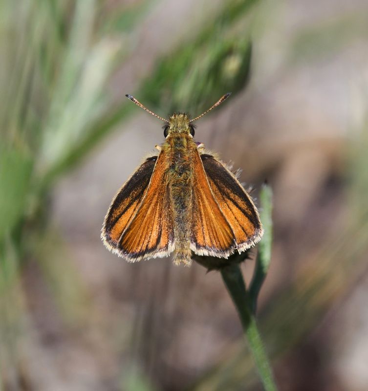 European Skipperling: Thymelicus lineola