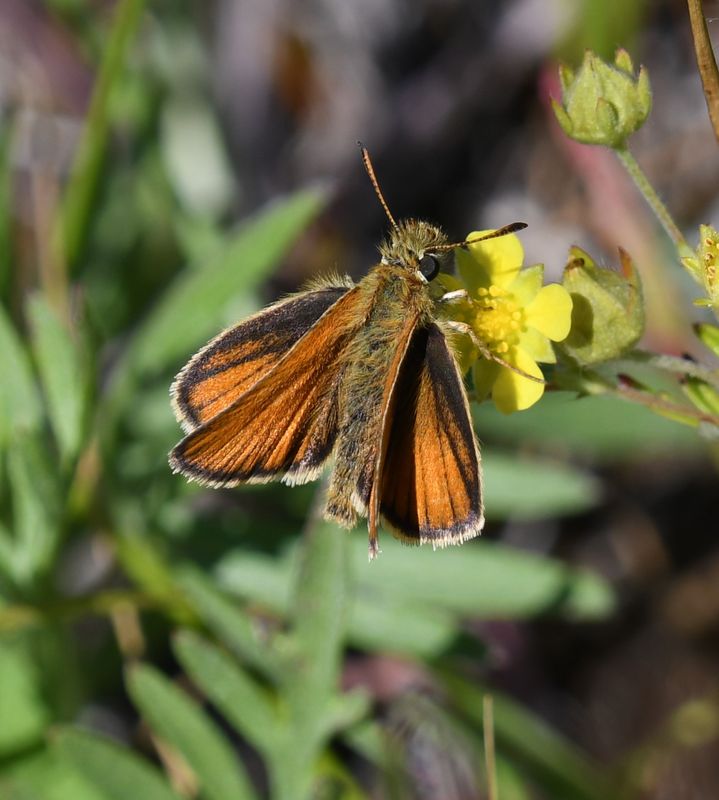 European Skipperling: Thymelicus lineola