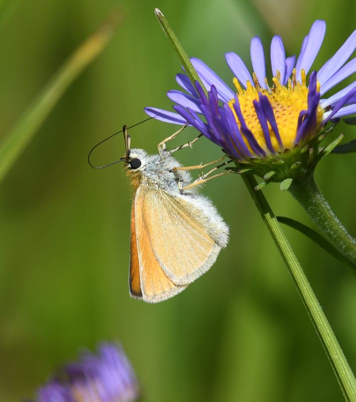 European Skipperling: Thymelicus lineola