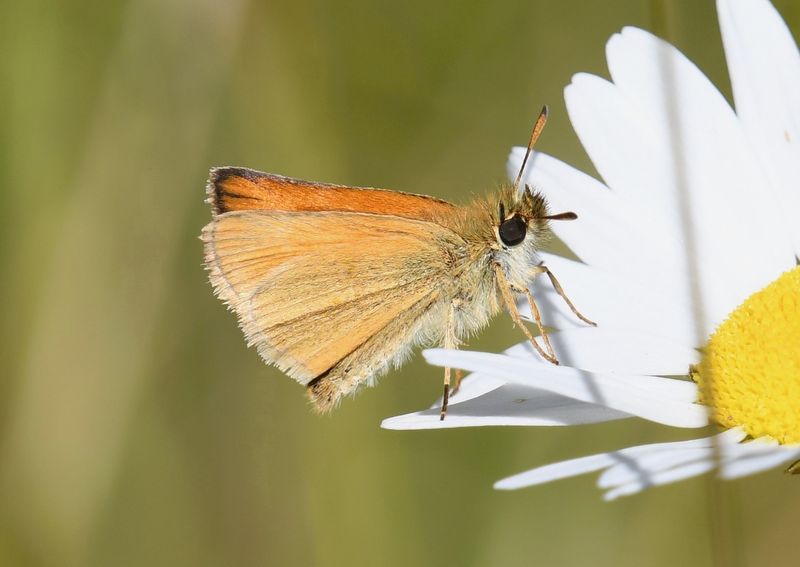 European Skipperling: Thymelicus lineola