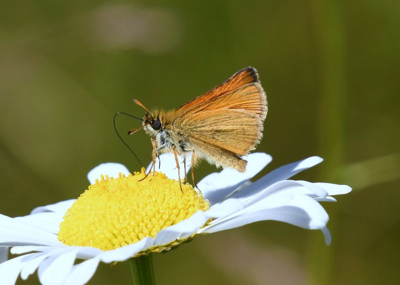 European Skipperling: Thymelicus lineola