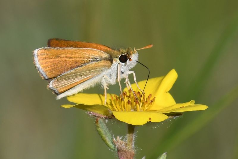 Garita Skipperling: Oarisma garita