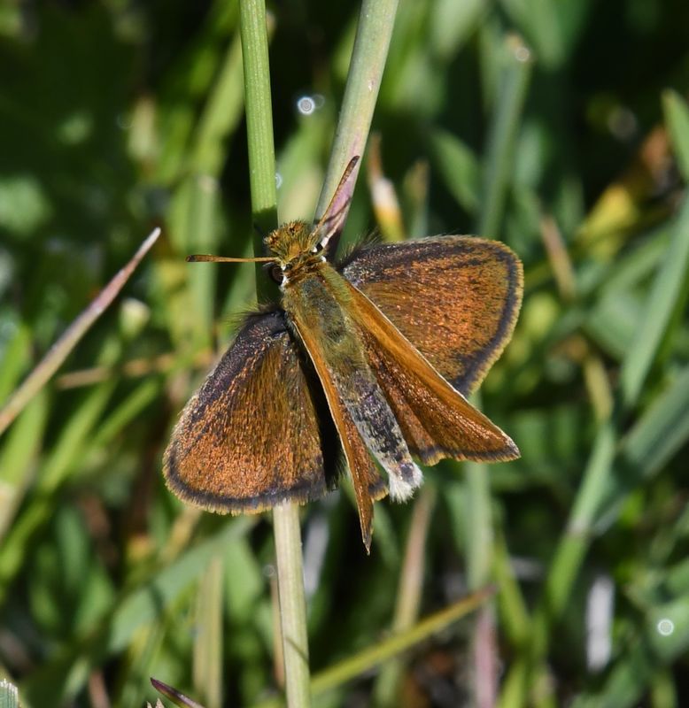 Garita Skipperling: Oarisma garita