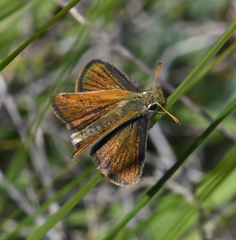 Garita Skipperling: Oarisma garita