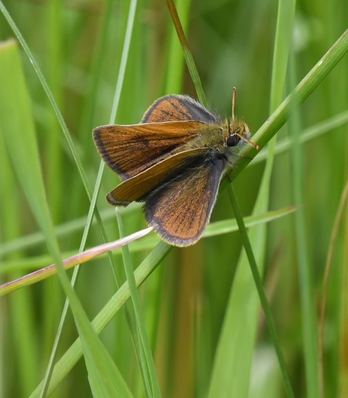 Garita Skipperling: Oarisma garita