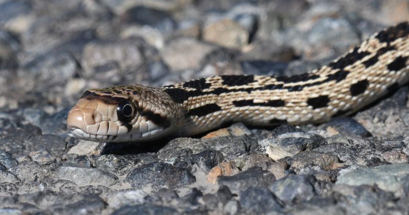 Gopher Snake