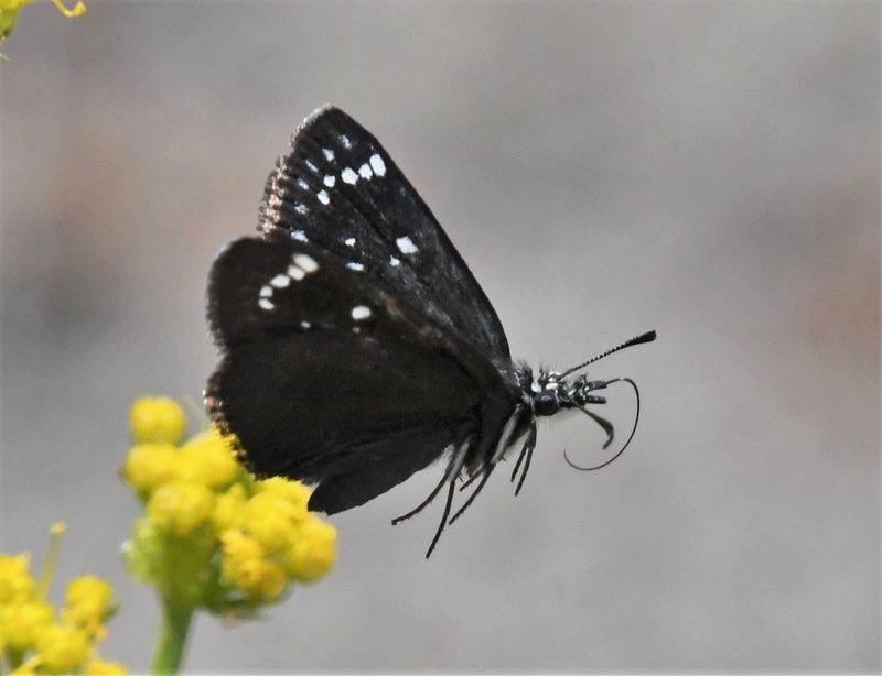 Common Sootywing: Pholisora catullus