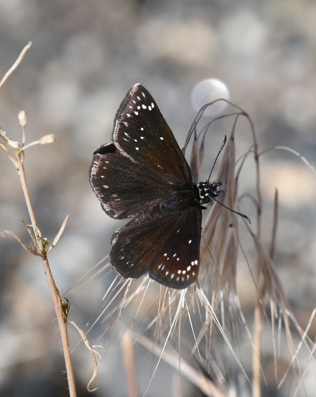 Common Sootywing: Pholisora catullus