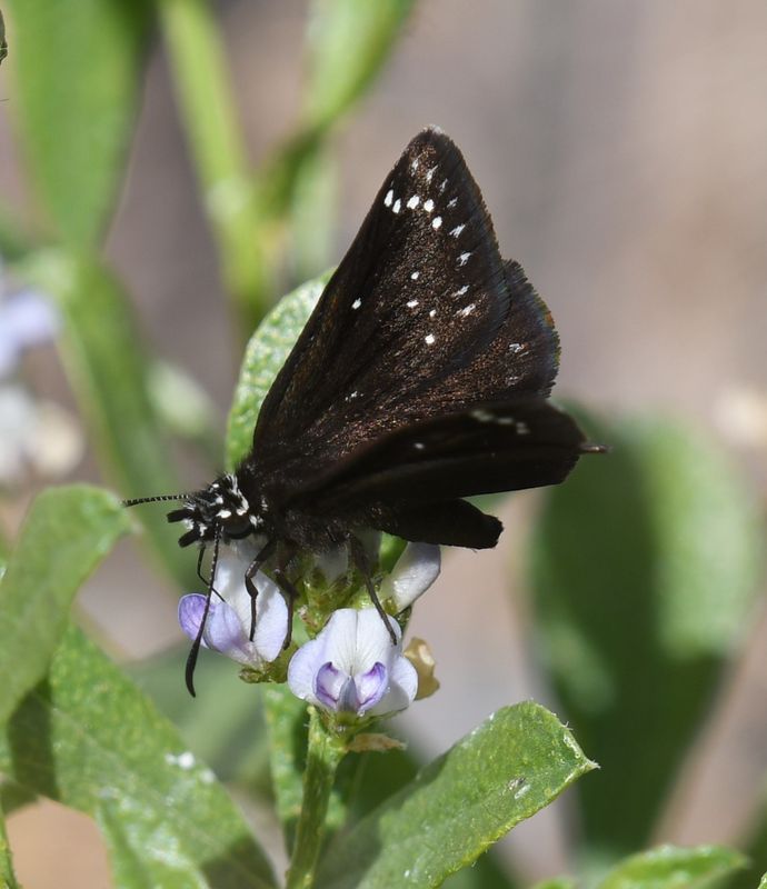 Common Sootywing: Pholisora catullus