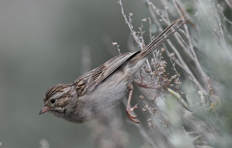 Brewer's Sparrow