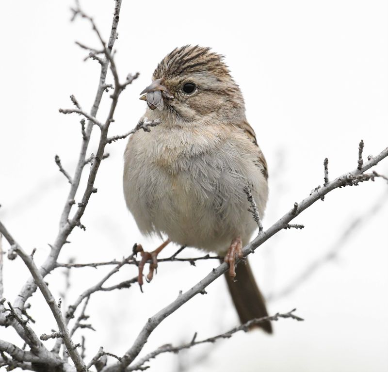 Brewer's Sparrow