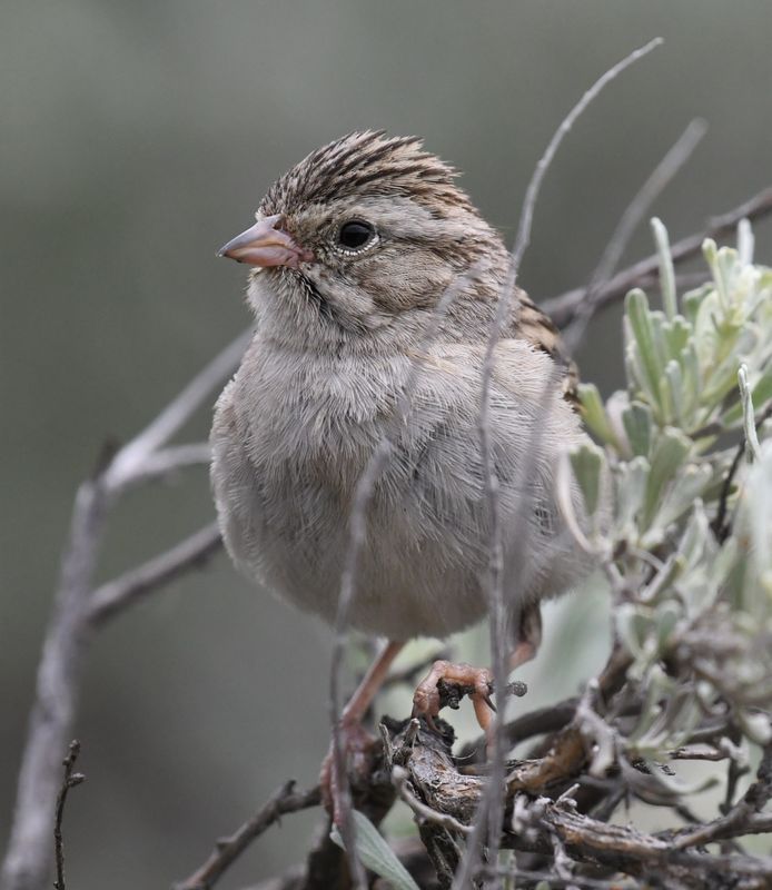 Brewer's Sparrow