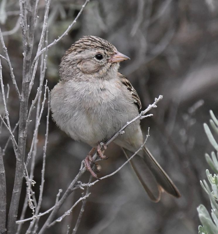 Brewer's Sparrow