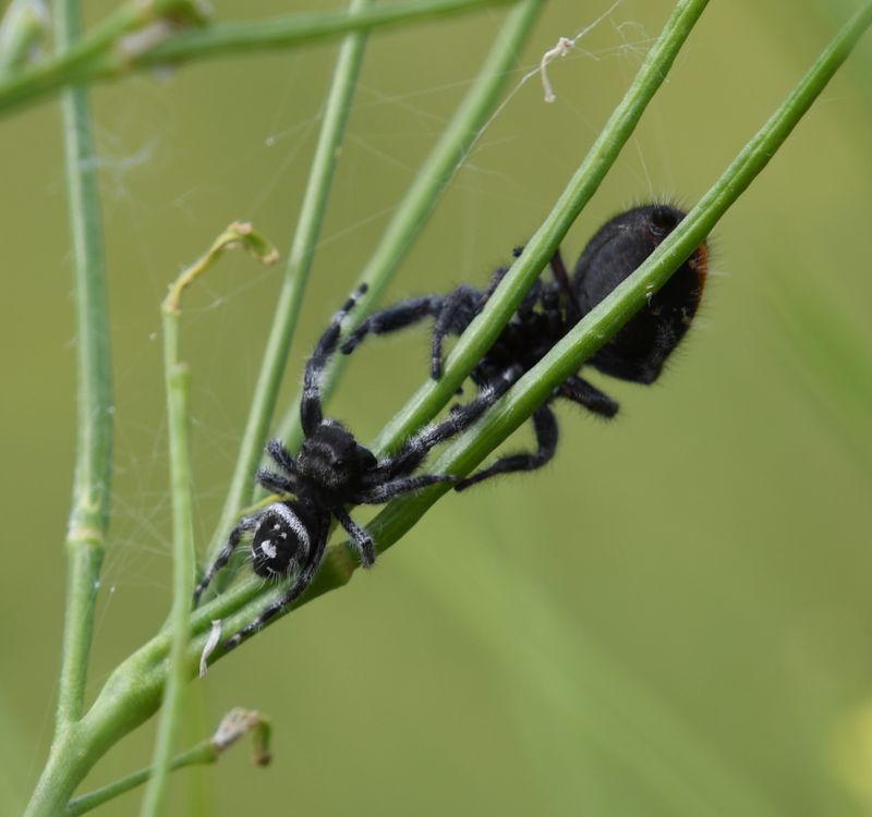 Spider