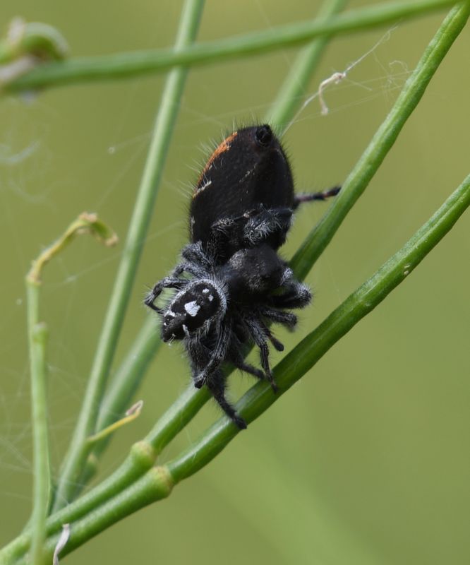 Spider