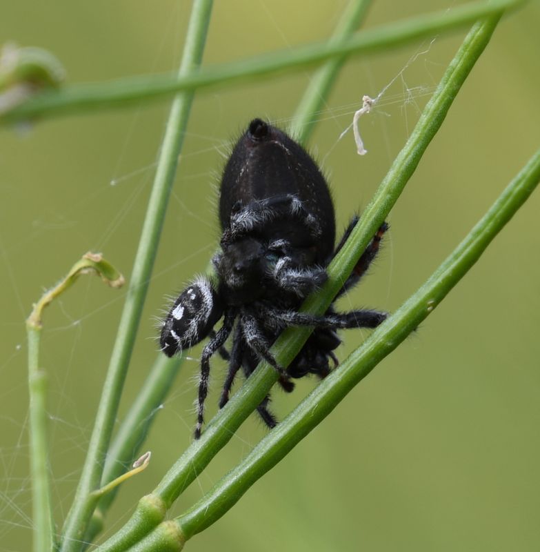 Spider