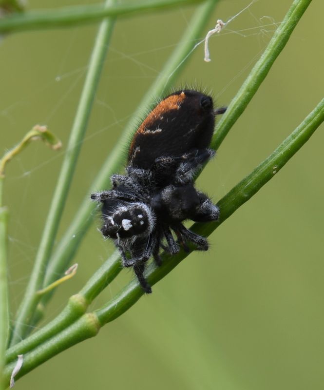 Spider