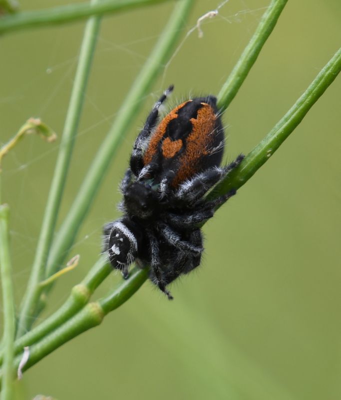 Spider