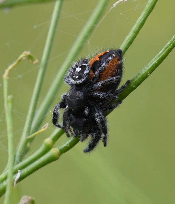 Spider