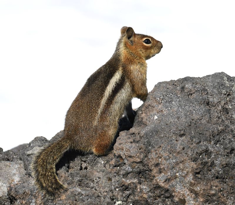 Squirrel, Cascade Golden-mantled Ground