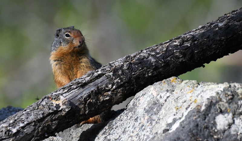 Columbian Ground Squirrel