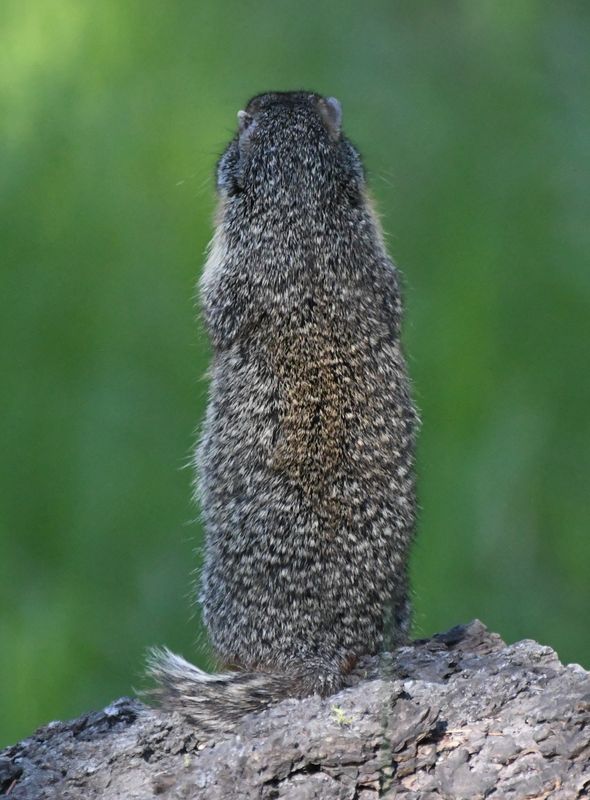 Columbian Ground Squirrel