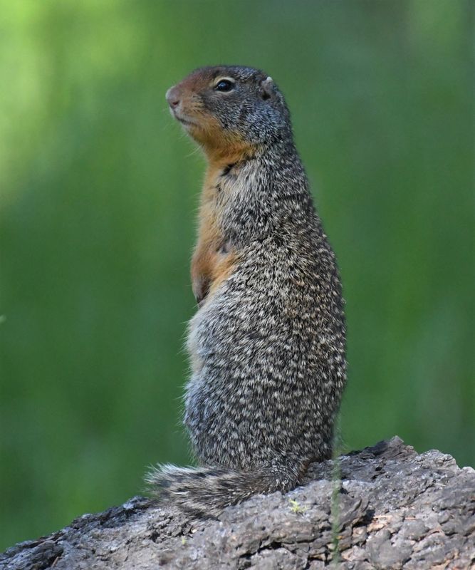 Columbian Ground Squirrel