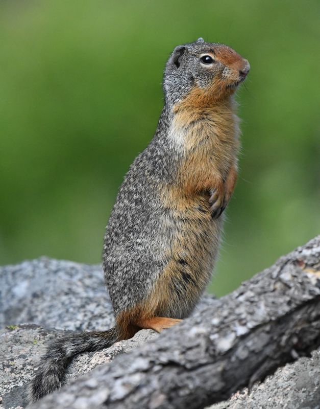 Columbian Ground Squirrel