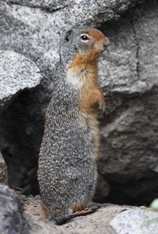 Columbian Ground Squirrel