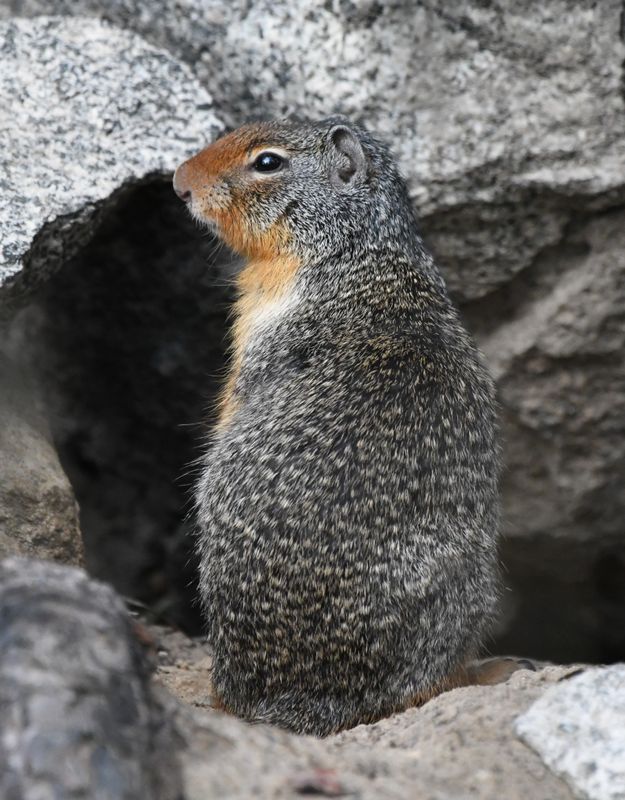 Columbian Ground Squirrel