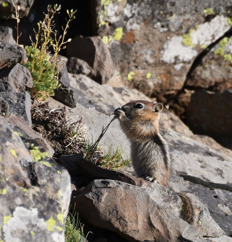 Golden-mantled Ground Squirrel